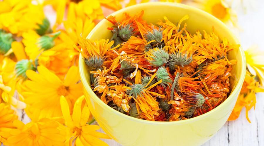 The benefits of calendula