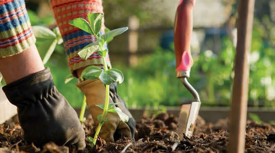Hasznos tippek a vegyszermentes kertészkedéshez