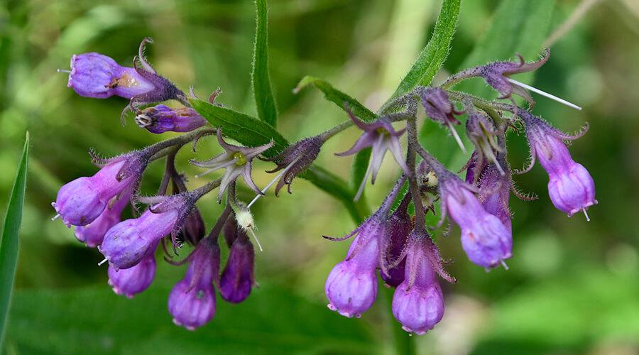 What is Comfrey? Now we'll introduce you!