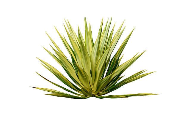 Agave Az agave is egy természetes édesítőszer.