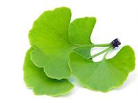 Ginkgo biloba