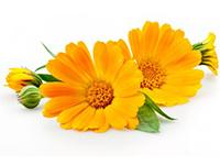Körömvirág