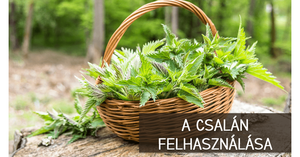 csalán felhasználása