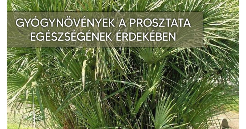 alacsony tesztoszteron a prostatitis miatt prostatitis gynecomastia