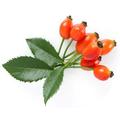 Csipkebogyó, a C-vitamin-bomba!