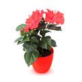 A gyönyörű, gyógyító hibiszkusz