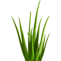 Aloe Vera: a csodanövény