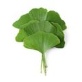 Ginkgo biloba, az egészséges agyműködésért