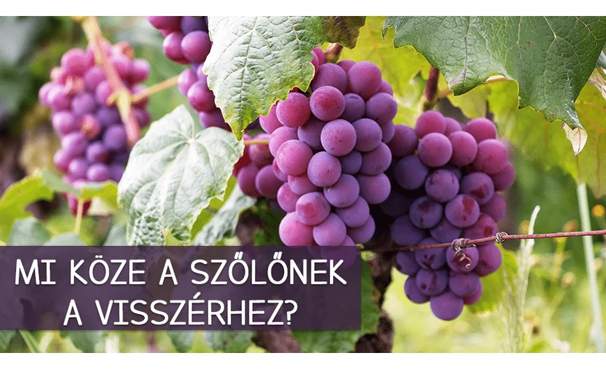 Mi köze a szőlőnek a visszérhez? Meglepő tények, amire nem is gondoltunk volna!