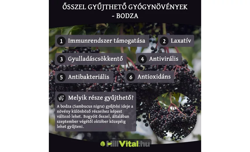 Őszi gyógynövények - Bodza