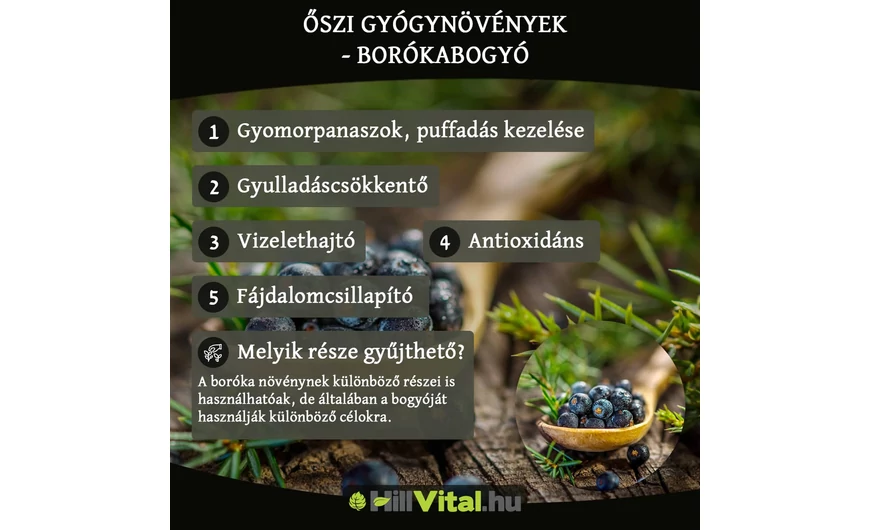 Őszi gyógynövények - Borókabogyó