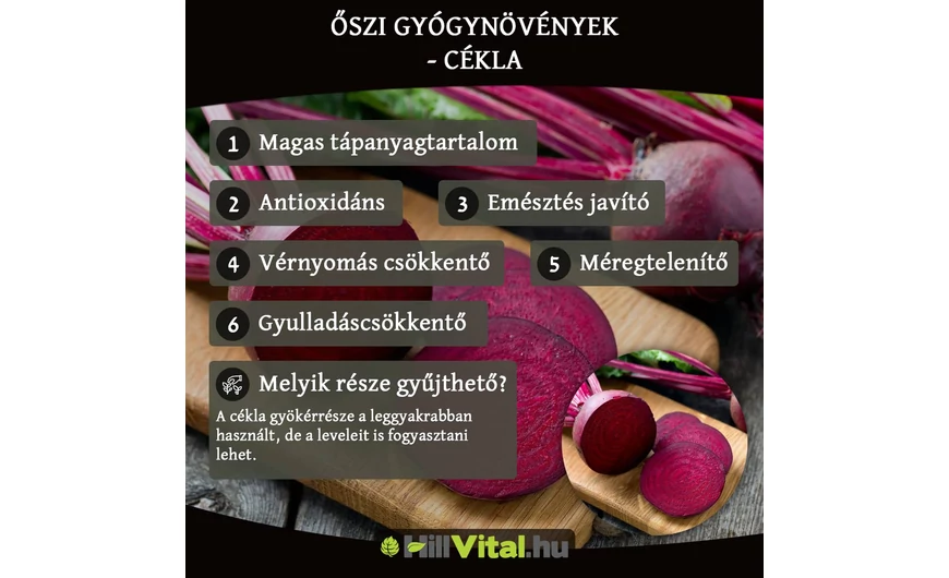 Őszi gyógynövények - Cékla