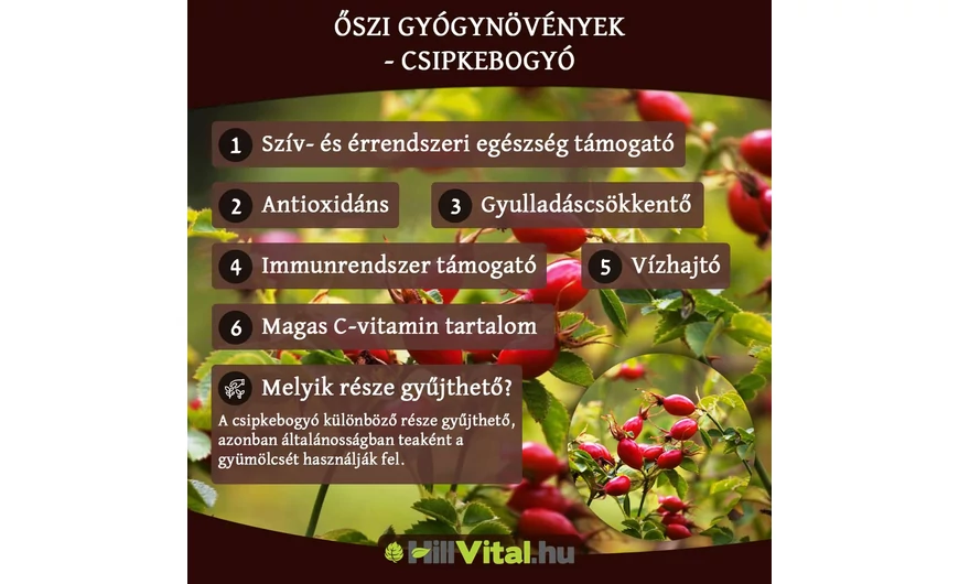 Őszi gyógynövények - Csipkebogyó