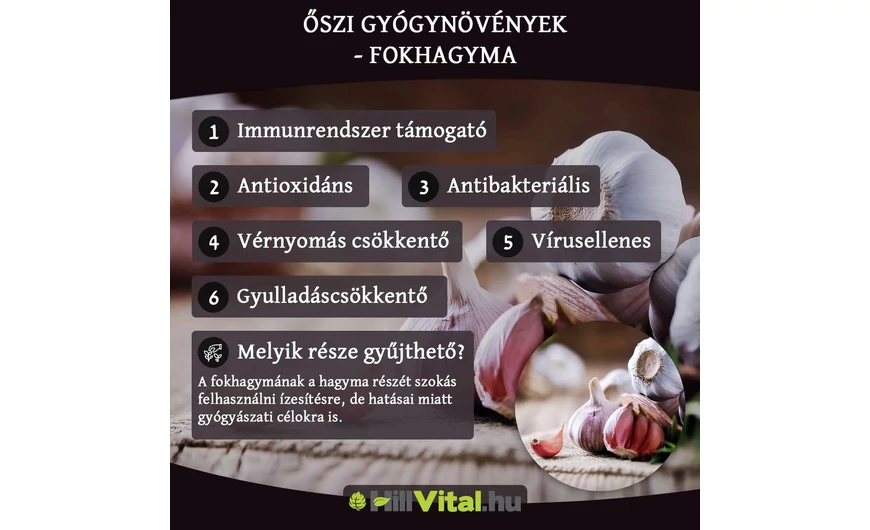Őszi gyógynövények - Fokhagyma