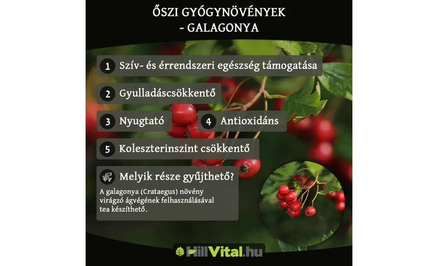 Őszi gyógynövények - Galagonya