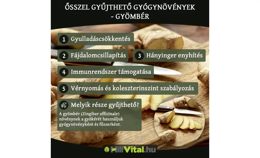 Őszi gyógynövények - Gyömbér