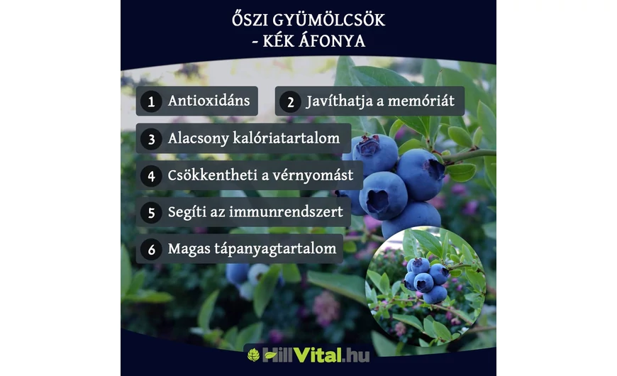 Őszi gyümölcsök - Kék áfonya