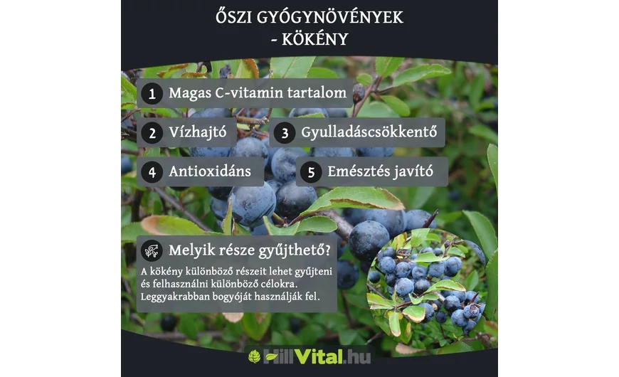 Őszi gyógynövények - Kökény