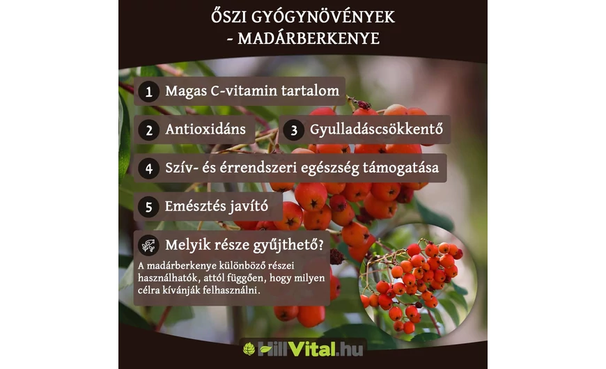 Őszi gyógynövények - Madárberkenye