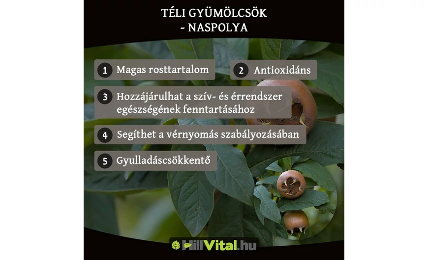 Téli gyümölcsök - Naspolya