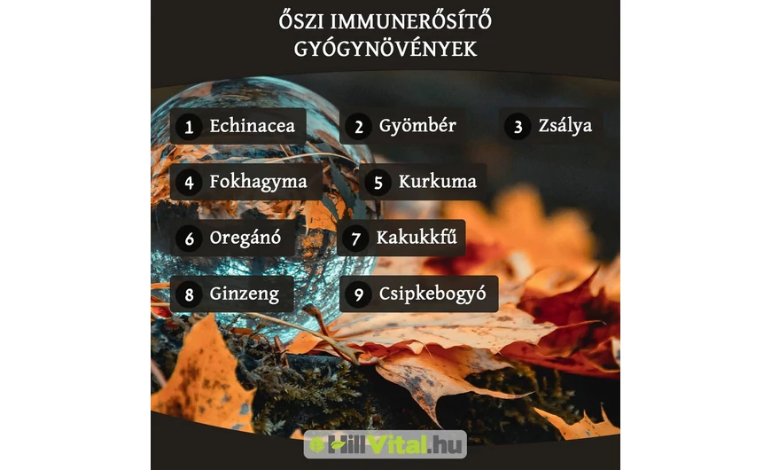 Őszi immunerősítő gyógynövények
