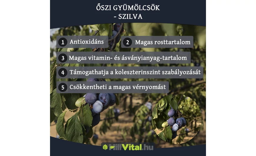 Őszi gyümölcsök - Szilva