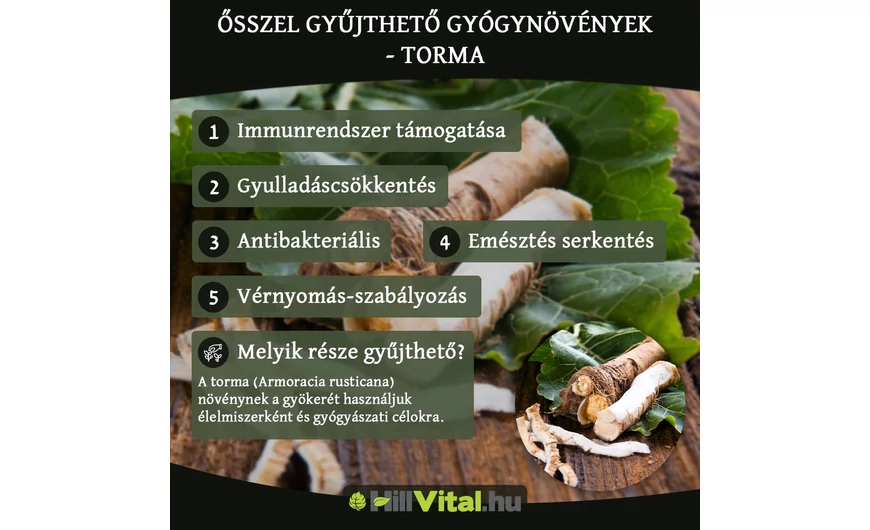 Őszi gyógynövények - Torma