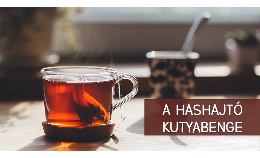 A kutyabenge hashajtó?