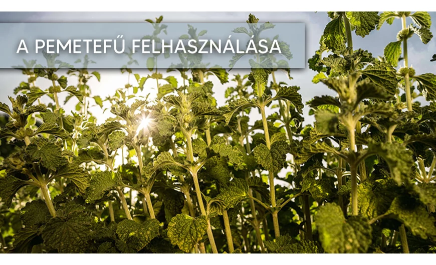 A pemetefű hatása és felhasználása
