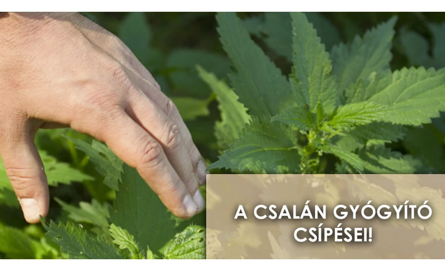 Gyógyító kiütések és viszketések, avagy a csalán hatásai