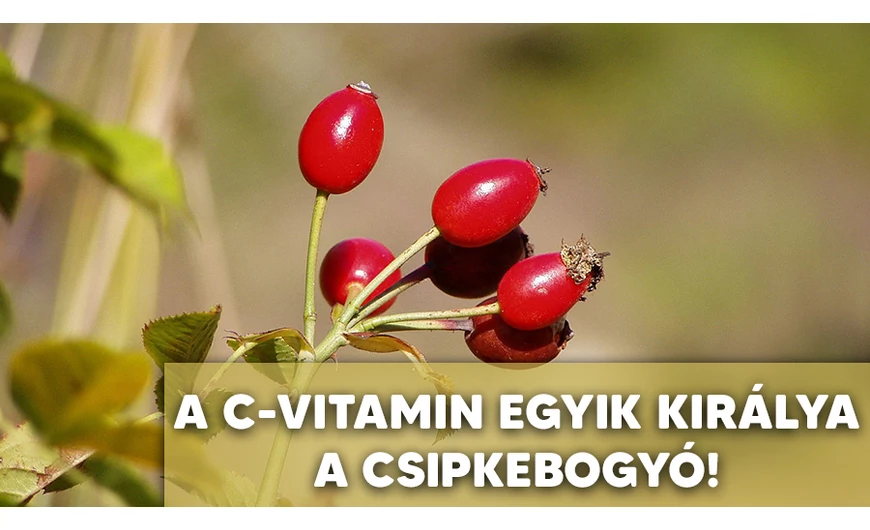 A fantasztikus csipkebogyó!