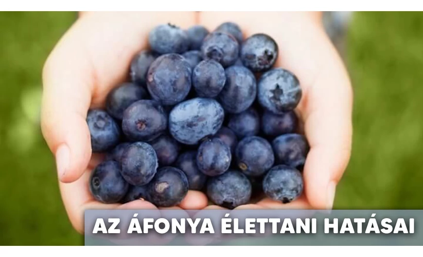 Ismerd meg az áfonya nagyszerű hatásait