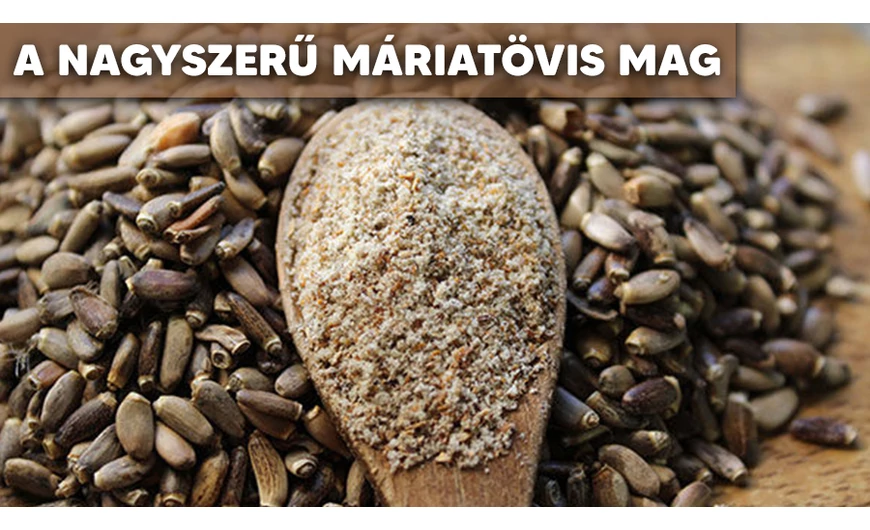 A máriatövis magban rejlő hatások!