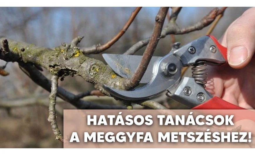 A meggyfa metszése	