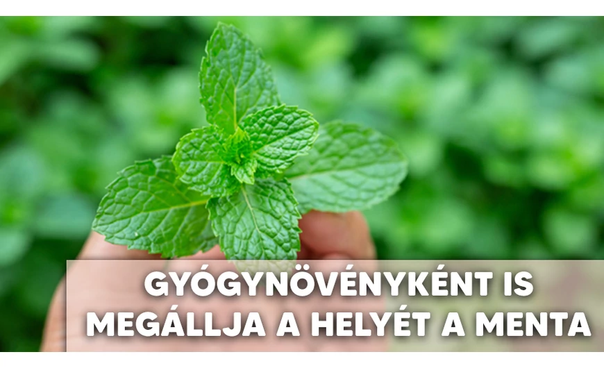 A friss menta!