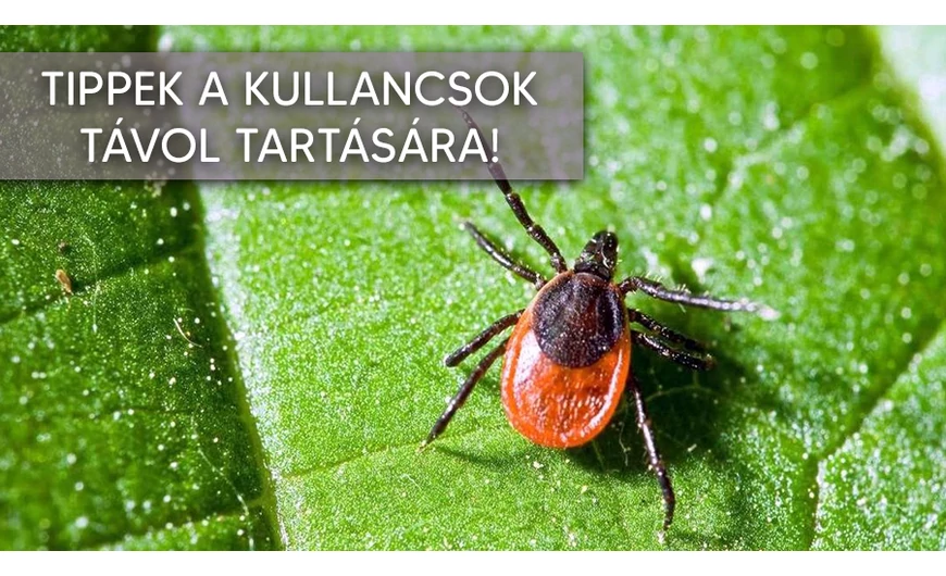 Tartsd távol a kullancsokat!