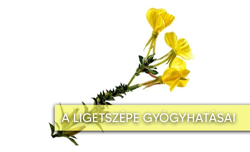 Ismered a ligetszépe gyógynövényt?