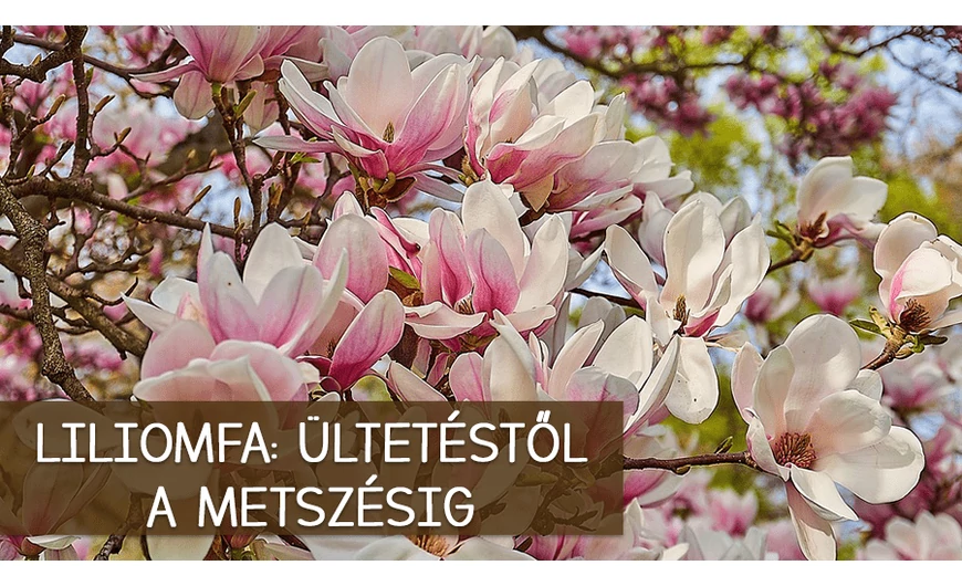 A liliomfa ültetésétől a metszésig