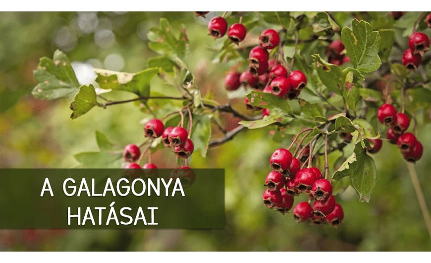 Galagonya a "szív kenyere"!