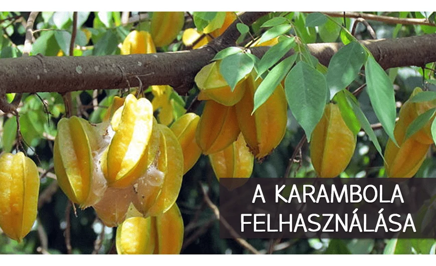 Tudnivalók a karambola gyümölcsről
