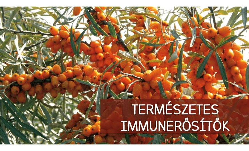 3 természetes immunerősítő