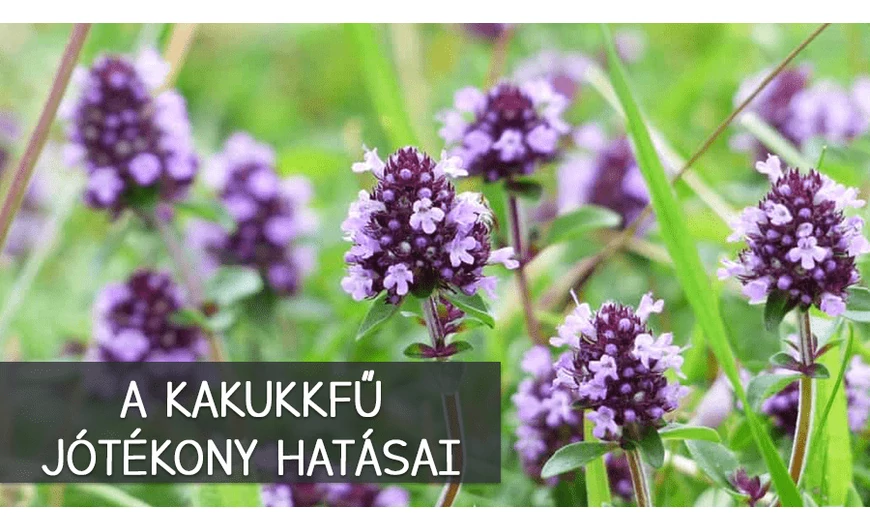 A kakukkfű jótékony hatásai