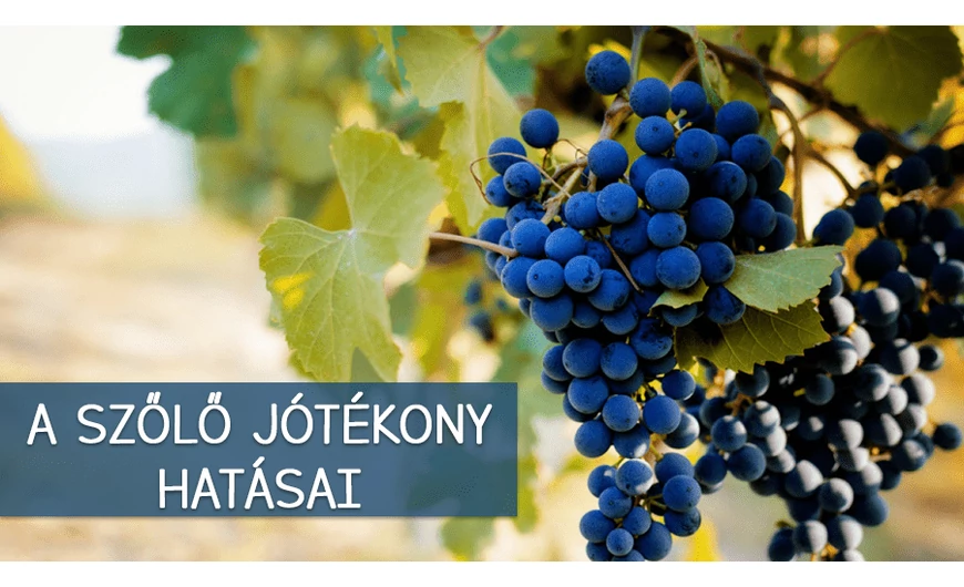 Őszi vitaminbomba: Ismerd meg a szőlő jótékony hatását!
