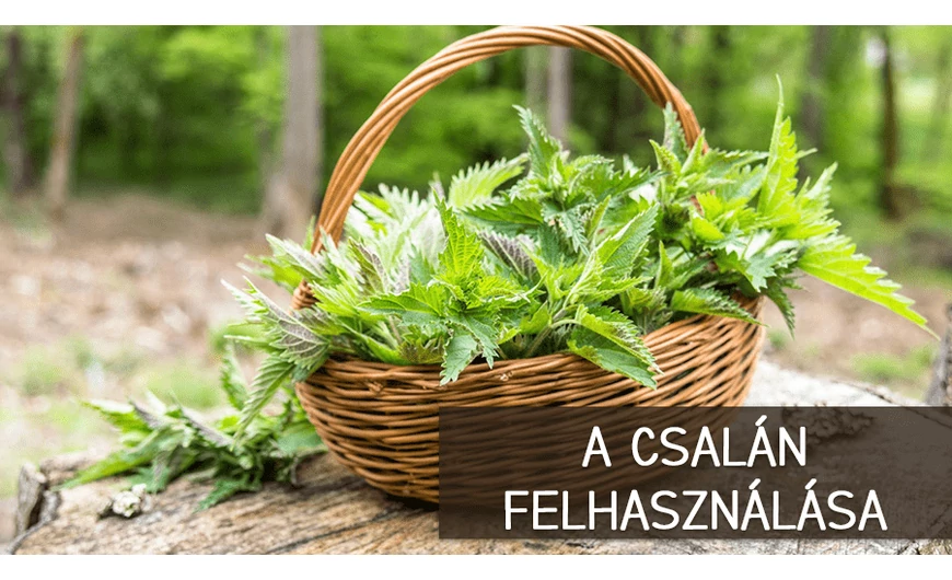 Csalán: egy igazi csodanövény