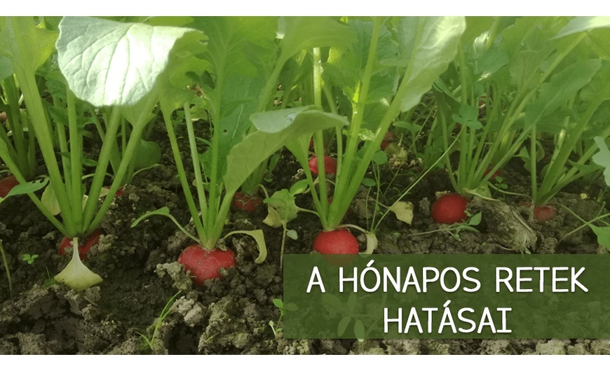 A hónapos retek jótékony hatásai