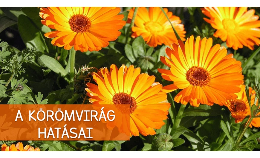 A körömvirág rendkívüli élettani hatásai
