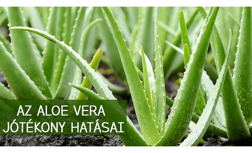Aloe: a csodanövény