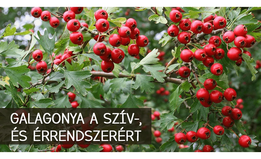 Ez mentheti meg a szívedet és az érrendszeredet!