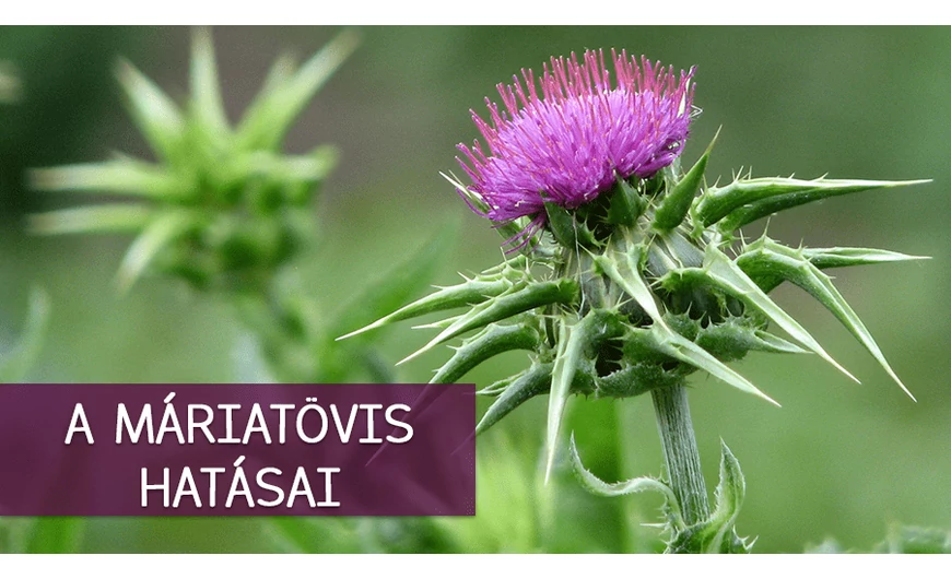 A máriatövis nagyszerű hatásai