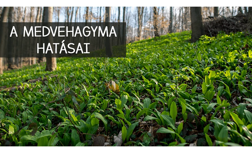 Egy igazi különlegesség, a medvehagyma